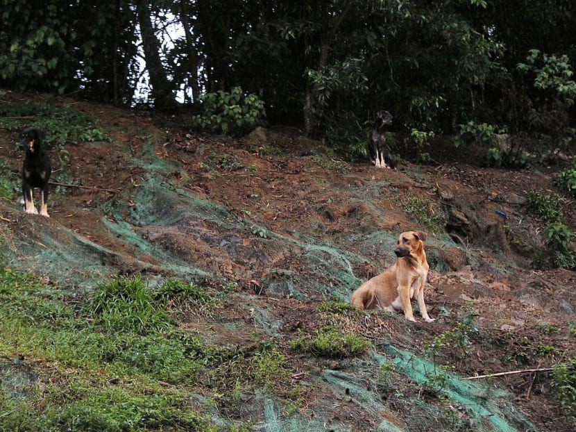 Animal welfare groups hope the authorities do not clamp down on stray feeding or the presence of stray dogs in the Bukit Batok area. TODAY FILE PHOTO
