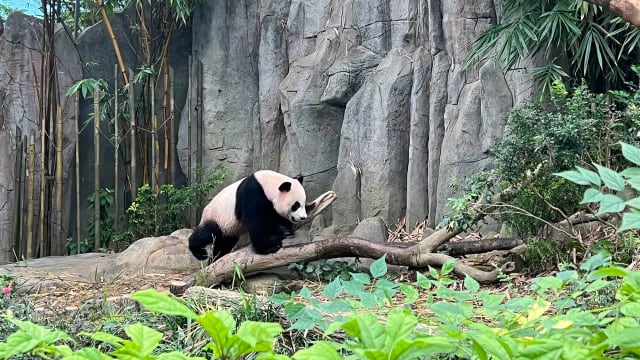从叻叻出生就照顾至今 饲养员：欣慰它变得独立?