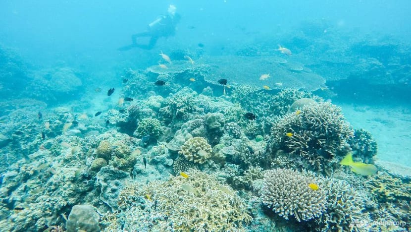 From poacher to protector: Local communities embrace conservation of crucial marine treasure From poacher to protector: Local communities embrace conservation of crucial marine treasure