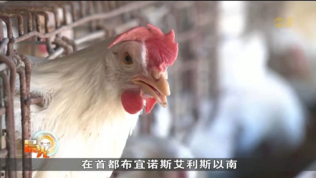 阿根廷一养鸡场发现禽流感 宣布自动暂停禽类产品出口