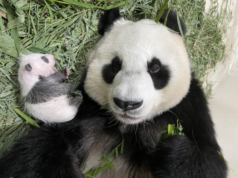 It’s a boy: Gender of Singapore’s first giant panda cub confirmed, public invited to submit names It’s a boy: Gender of Singapore’s first giant panda cub confirmed, public invited to submit names