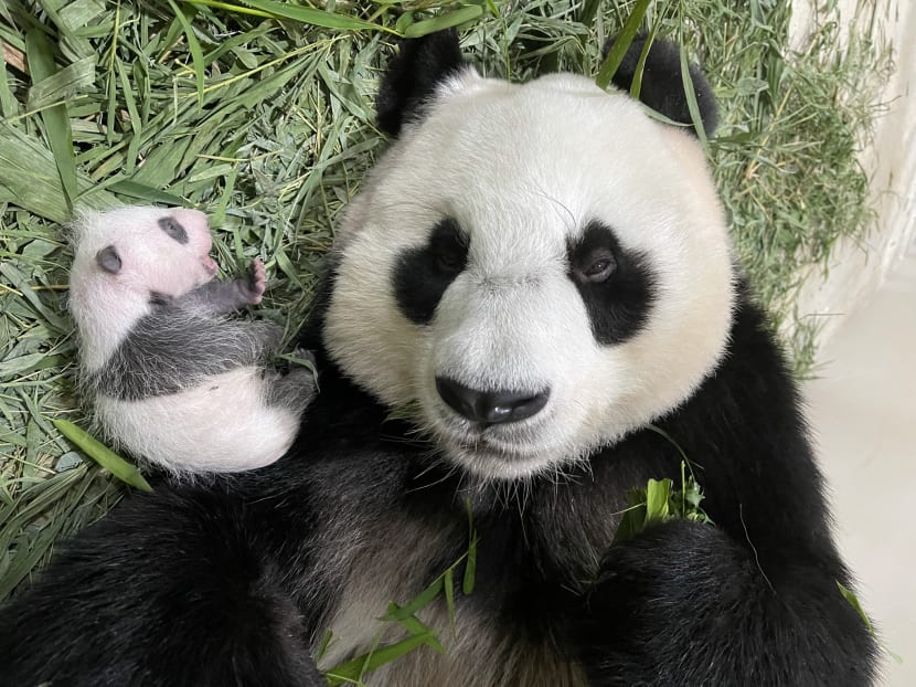 It’s a boy: Gender of Singapore’s first giant panda cub confirmed, public invited to submit names