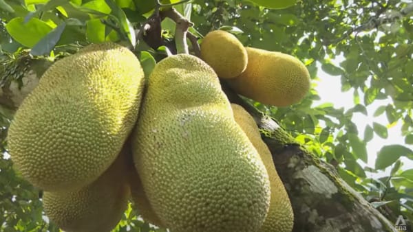 Malaysia hopes its Nangchem hybrid premium fruit will prove a juicy hit with China