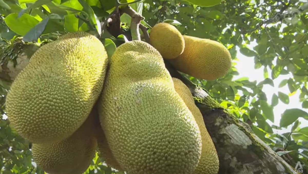 马来西亚希望其 Nangchem 杂交优质水果能受到中国市场的青睐 – CNA