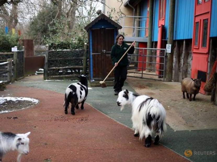 Locked down and lonely, London Zoo faces fight to survive Locked down and lonely, London Zoo faces fight to survive