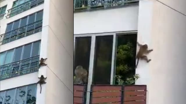 猴子“滑下”公寓潜入单位 网民惊呼“成龙的徒弟”