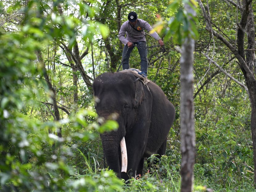 This photo taken on November 8, 2016 shows a ranger atop a patrol elephant, which belongs to one of three specialised elephant response units strategically located around Way Kambas National Park, where human settlements border a tranche of lowland forest home to an estimated 250 wild Sumatran elephants. Photo: AFP