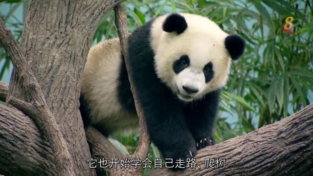 前线追踪 | 熊猫叻叻一岁了 一年来有什么变化？