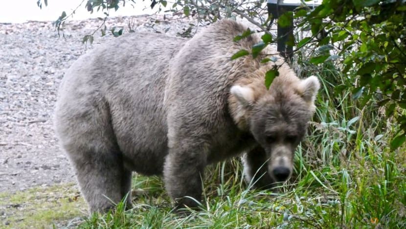 Ahead of winter hibernation, Alaska celebrates Fat Bear Week Ahead of winter hibernation, Alaska celebrates Fat Bear Week