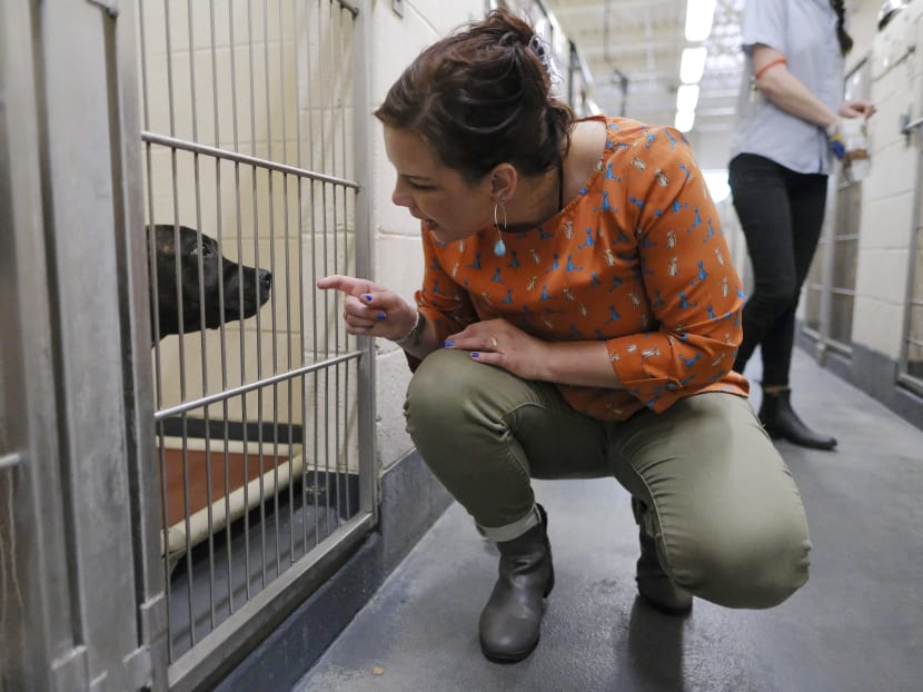 Gallery: Is this dog dangerous? Shelters struggle with live-or-die tests