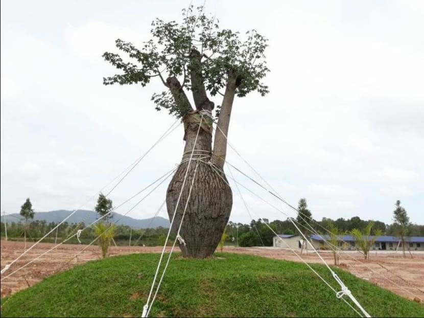 It's not dead, it's resting: Terengganu state has washed its hands over the upkeep of the Brazilian tree that cost more than S$57,000 to transplant in Malaysia. Photo: Malay Mail Online.