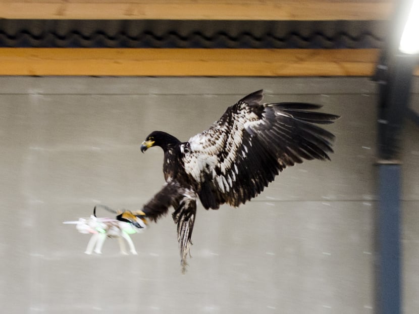 An eagle is seen gliding straight toward a drone before clutching it and dragging it to the ground in Rotterdam, Netherlands. Photo: Reuters