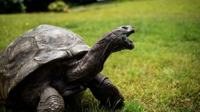 巨龟“乔纳森”迎190岁生日 成最长寿陆地动物