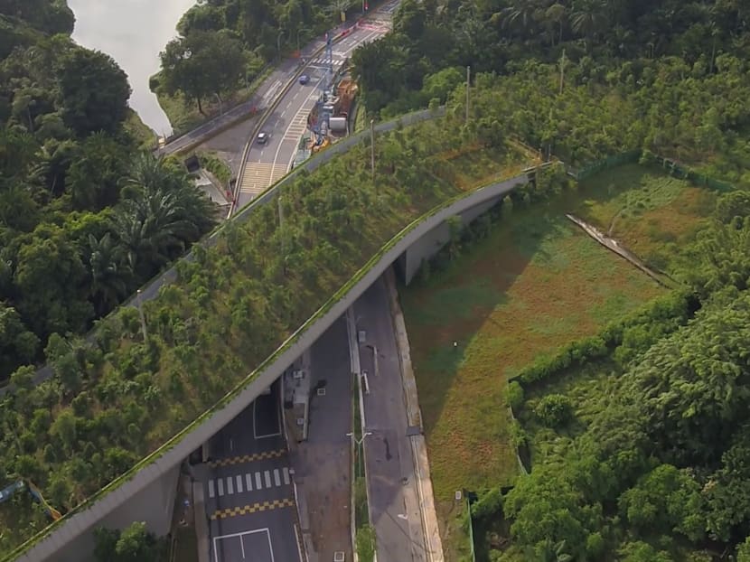 The Mandai Wildlife Bridge was built in December 2019 to link forest patches in the Central Catchment Nature Reserve. 