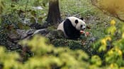 Commentary: Return of China's panda diplomacy with US signals warming of ties after years of tension