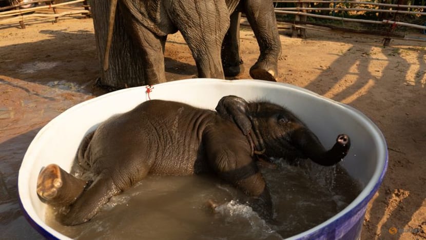 Streaming to survive: Thailand's out-of-work elephants in crisis