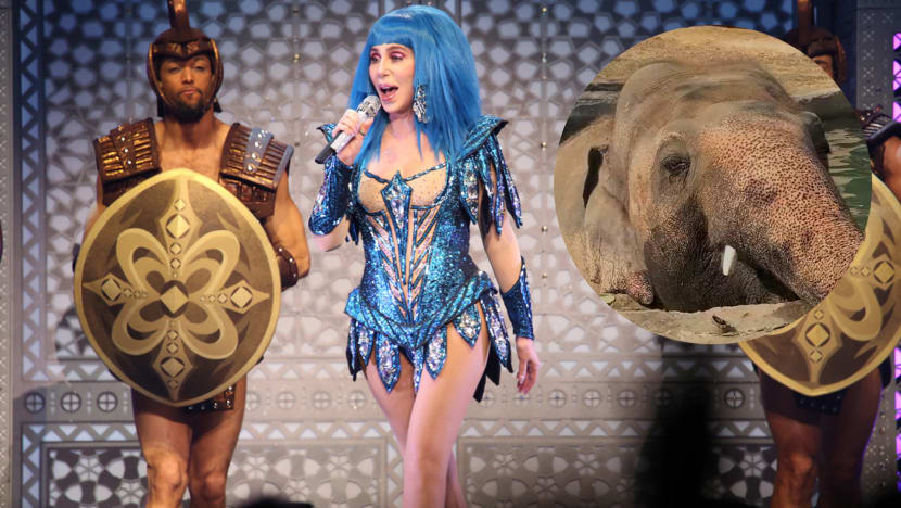 Cher Helps Find Kaavan, "World's Loneliest Elephant", A New Home In Cambodia Cher Helps Find Kaavan, "World's Loneliest Elephant", A New Home In Cambodia