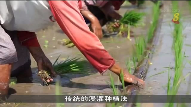 印尼农夫学新种米法 减少碳足迹