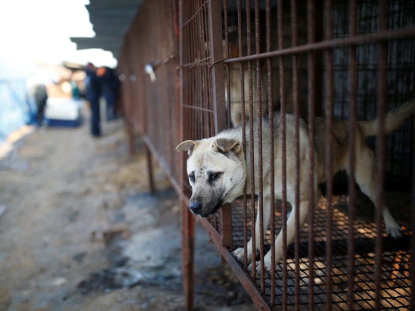 Gallery: Raised for meat in South Korea, dogs head for new homes in US