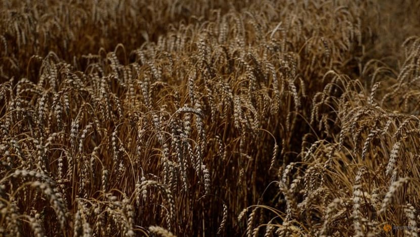 First Ukraine grain exports likely this week under deal: Turkish official First Ukraine grain exports likely this week under deal: Turkish official