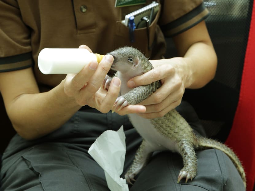 Sandshrew the Sunda Pangolin is seen hand-fed by a staff of the Wild Reserve Singapore