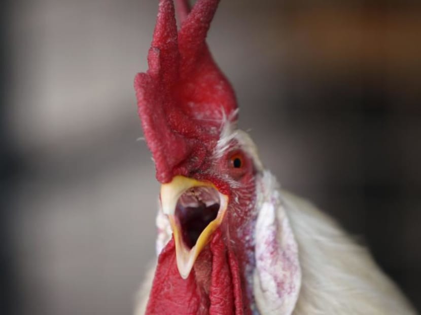 The US Department of Agriculture says neither avian influenza found in wild birds have been found in commercial poultry in the US. Photo: Reuters
