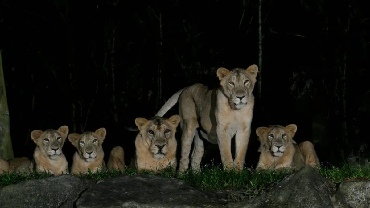 4 lions at Night Safari test positive for COVID-19 after exposure to infected staff - CNA 4 lions at Night Safari test positive for COVID-19 after exposure to infected staff - CNA