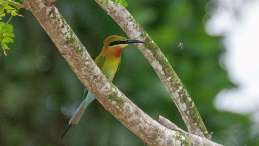 Commentary: The thrill of birdwatching while grounded by the pandemic