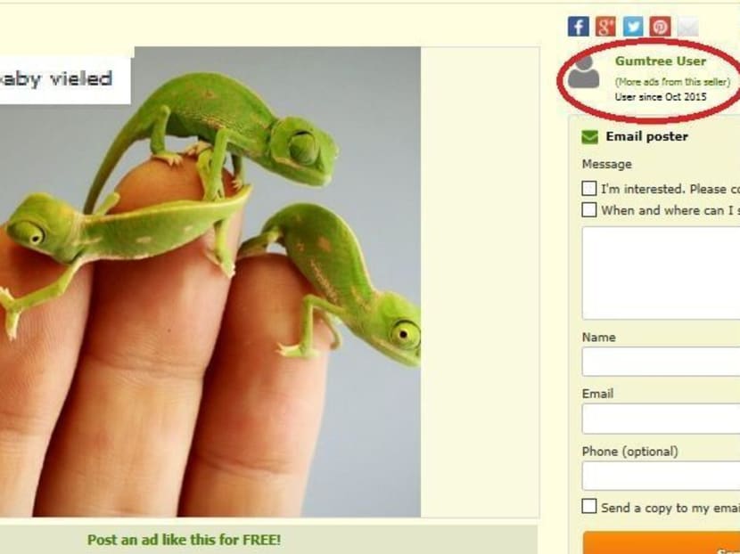 Illegal pet advertisements rife on online platforms: ACRES Illegal pet advertisements rife on online platforms: ACRES