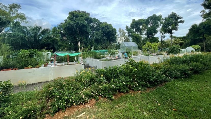 Commentary: I got an allotment garden and a community came with it Commentary: I got an allotment garden and a community came with it