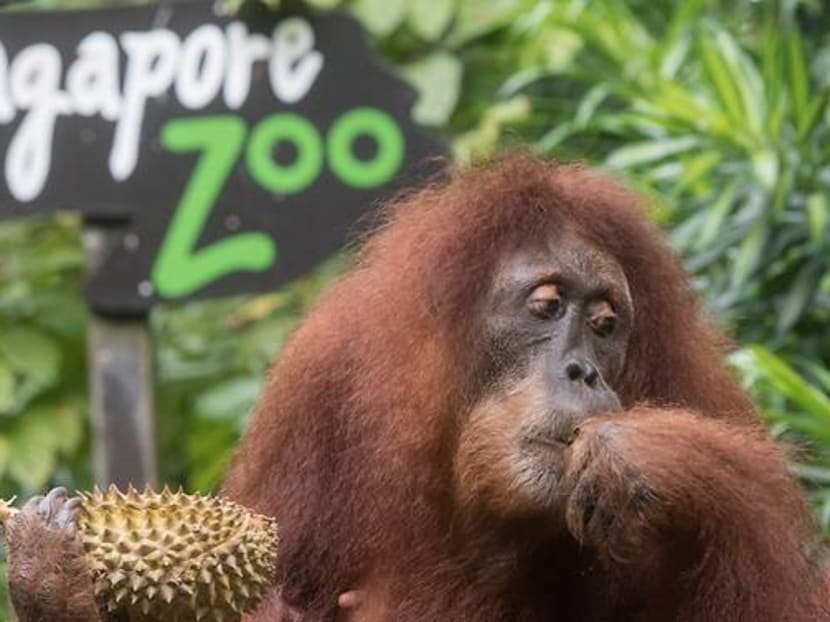 Twenty-year-old orangutan Chomel eating durian at the Singapore Zoo. Twenty-year-old orangutan Chomel eating durian at the Singapore Zoo.