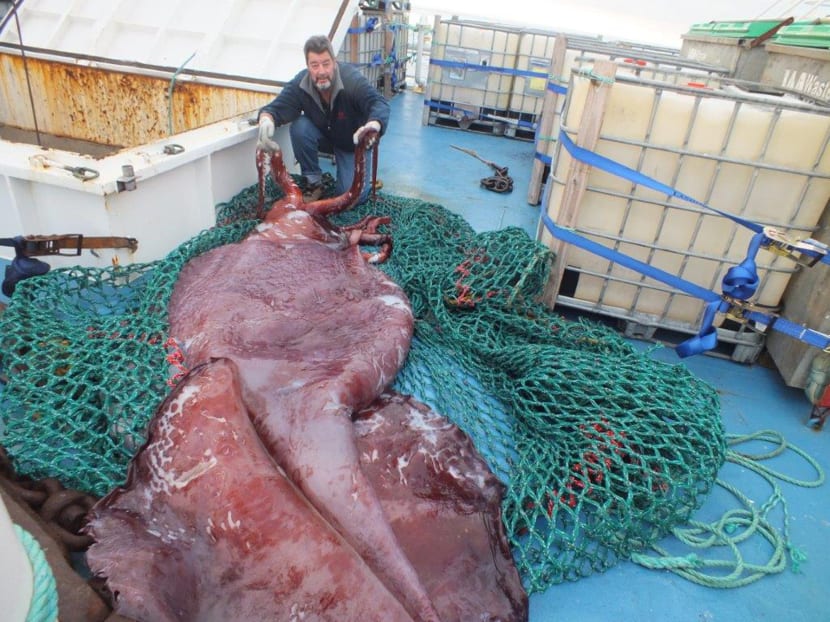 Scientists’ colossal squid exam a kraken good show