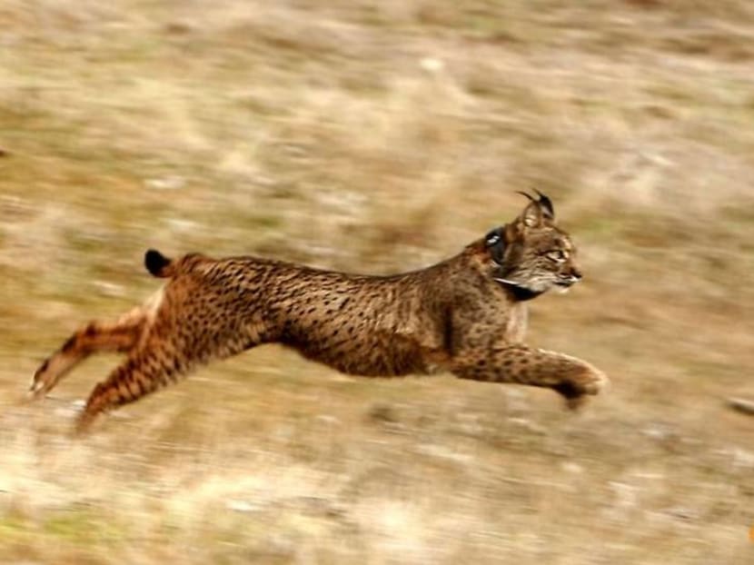 Back from the brink: Iberian lynx population rises to over 1,000 Back from the brink: Iberian lynx population rises to over 1,000