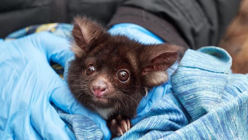 Don't feel hungry when it’s hot? Some animals in Australia are starving as climate change drives up temperatures Don't feel hungry when it’s hot? Some animals in Australia are starving as climate change drives up temperatures