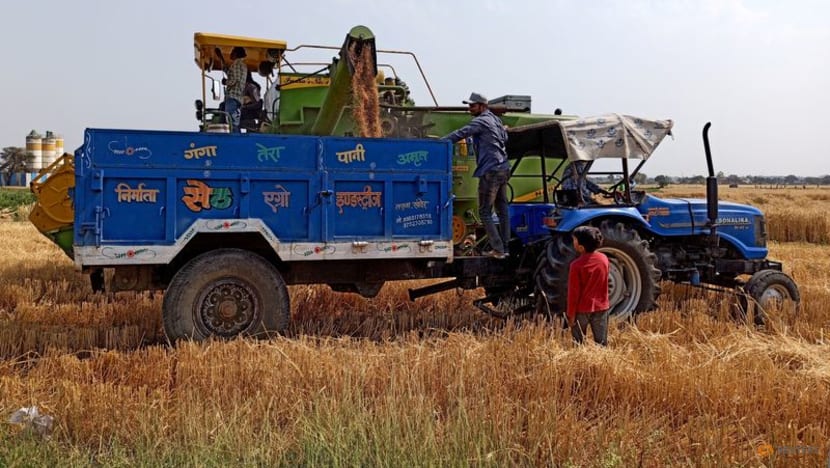 After five record crops, heat wave threatens India's wheat output, export plans After five record crops, heat wave threatens India's wheat output, export plans