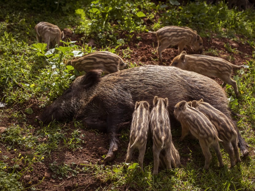 Groups of boars have become an unavoidable presence in Haifa. Some human residents are charmed, but others are annoyed or frightened and now carry sticks on walks. Groups of boars have become an unavoidable presence in Haifa. Some human residents are charmed, but others are annoyed or frightened and now carry sticks on walks.