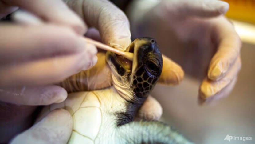 In Israel, mayo provides miracle for endangered turtles