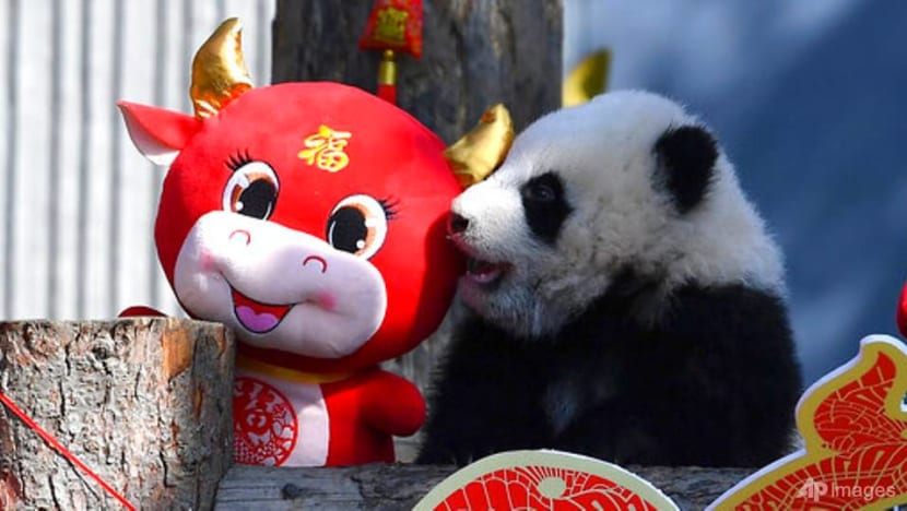 China reserve shows off 10 panda cubs to mark Chinese New Year