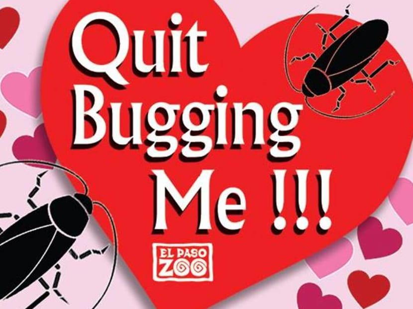 V-Day revenge: Name a cockroach after your ex, feed it to a meerkat V-Day revenge: Name a cockroach after your ex, feed it to a meerkat