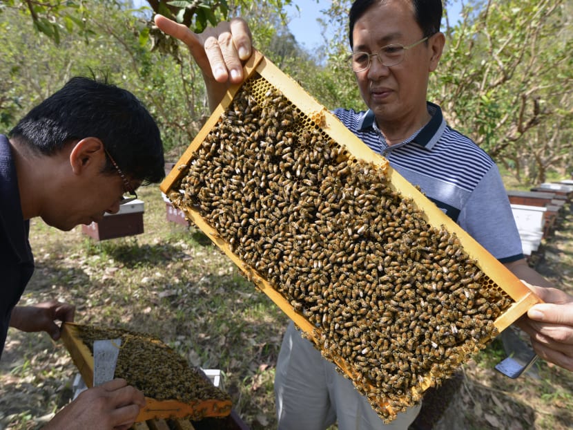 This picture taken on Oct 4, 2016 shows owner of Bee Farmer cafe and education centre Huang Tung-ming (R) checking a hive next to his colleague at a bee farm in Yilan. Photo: AFP
