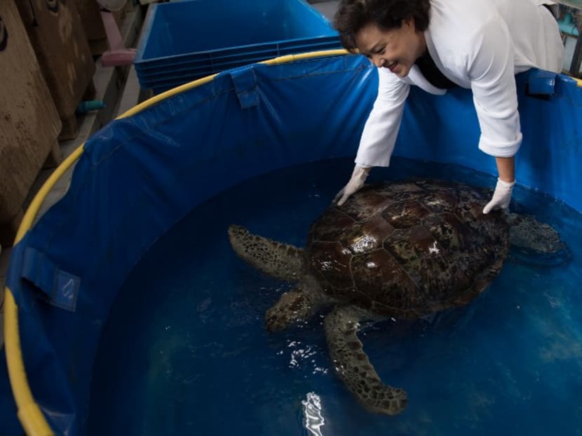 Dr Nantarika Chansue with Om Sin the turtle last week. Photo: AFP