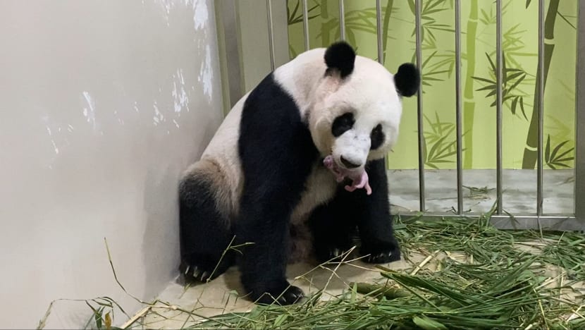 Commentary: People love pandas but what’s really behind China’s panda diplomacy? Commentary: People love pandas but what’s really behind China’s panda diplomacy?