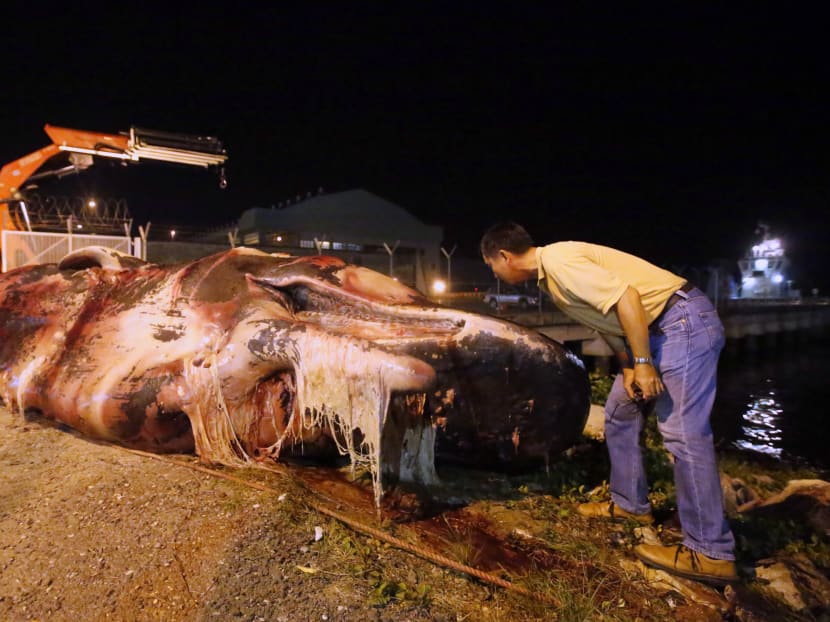Carcass of sperm whale found near Jurong Island Carcass of sperm whale found near Jurong Island