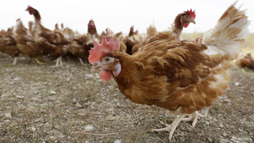 US nears record poultry deaths from bird flu; virus type complicates fight