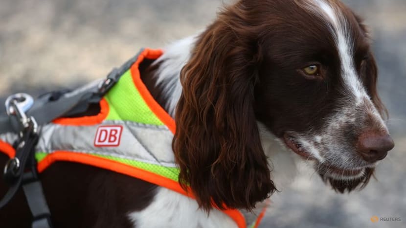 German dogs to sniff out wildlife at building sites to speed up work German dogs to sniff out wildlife at building sites to speed up work