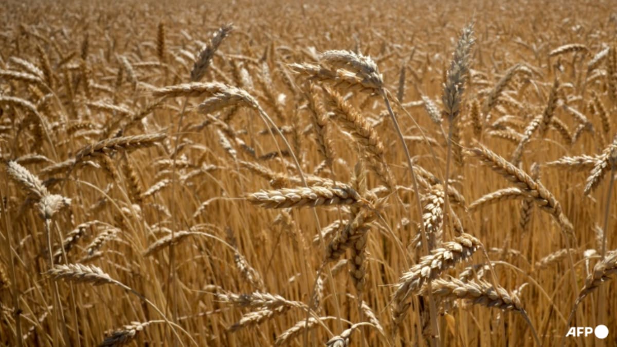 EU eyes tariffs to 'choke off' Russian grain sales