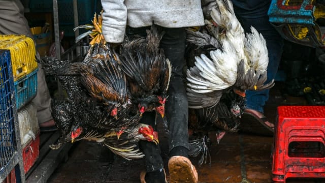 柬埔寨禽流感个案 确定为地方性进化枝