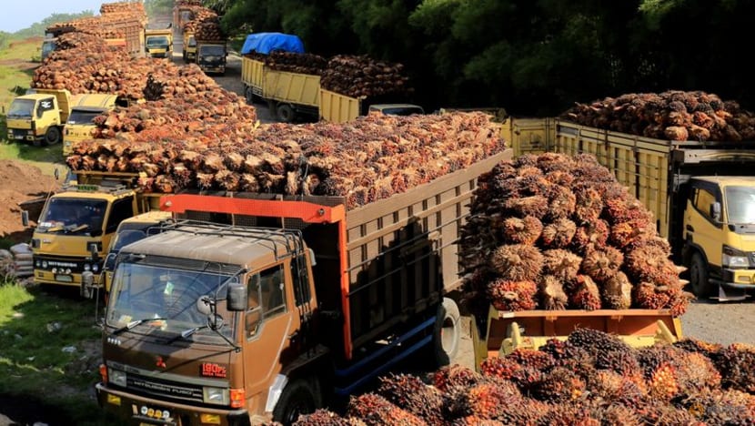 Indonesia anti-monopoly agency calls for control of palm oil plantation size