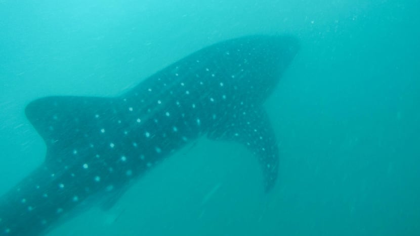 The whale shark guardians of the Philippines and the case of the missing big fish The whale shark guardians of the Philippines and the case of the missing big fish