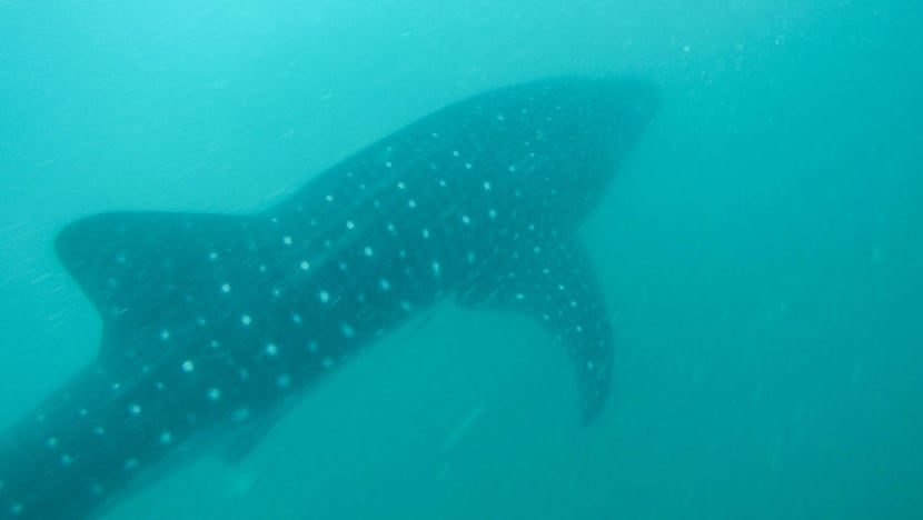 The whale shark guardians of the Philippines and the case of the missing big fish